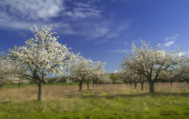 Apfelblüte im Havelland
