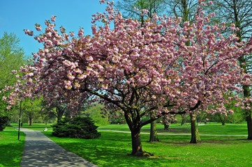 Naklejka premium Blühender Kirschbaum