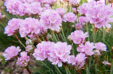 Closeup of bright pink Sea Thrift, Armeria Maritima, flowers.