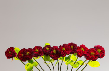 Rose renonculle