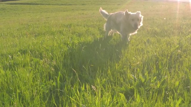 Golden retriever running and enjoying on the sunny countryside lawn. Slow motion.
