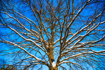 Background from the branches of a tree against a blue sky