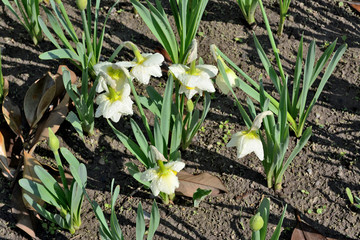 Obraz premium Narzissen - Sweet Pomponette mit Wassertropfen