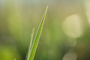 Wassertropfen am Grashalm