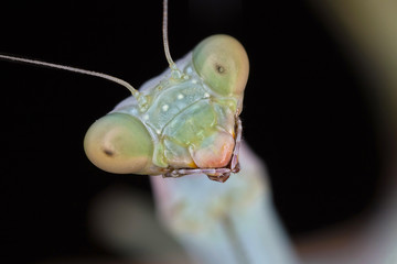 Portrati of a Mantis Iris Oratoria