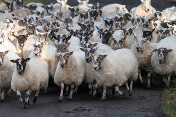 Flock of sheep