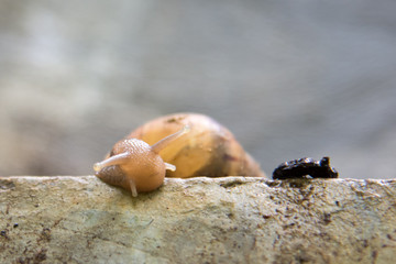 Slow snail  on the wall.