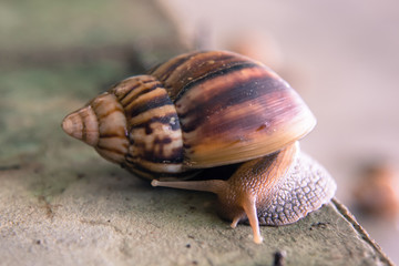 Slow snail  on the wall.
