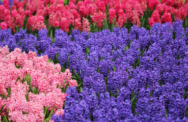 Big amount of the bllue and pink hyacinths