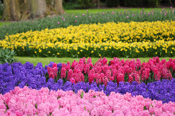 Big amount of the bllue and pink hyacinths