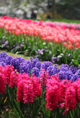 The big amount of the purple blue pink hyacinths and tulips