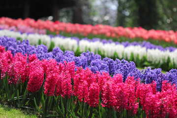 The big amount of the purple blue pink hyacinths and tulips