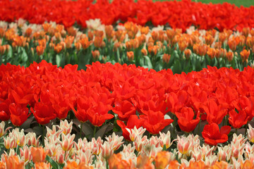 The big amount of the pink red tulips in the spring