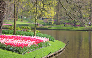 The tulip flowerbed at the lake in the park