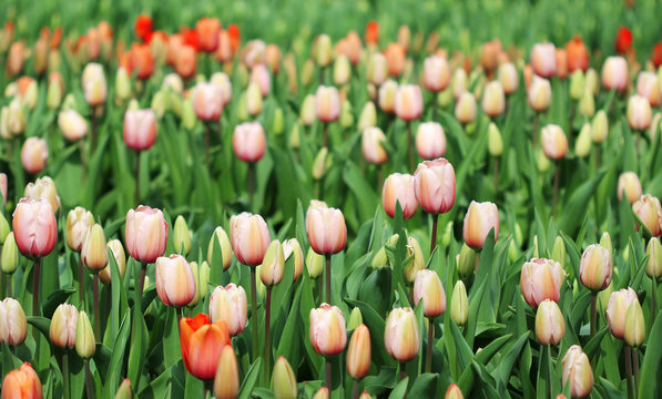 Fototapeta The big amount of the orange tulips in the spring