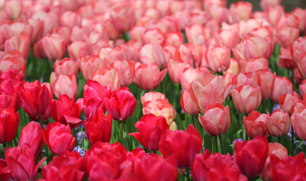Fototapeta The big amount of the pink red tulips in the spring