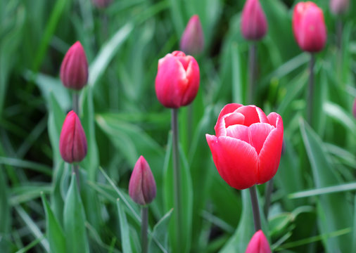 Fototapeta The big amount of the pink red tulips in the spring