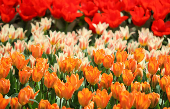 Fototapeta The big amount of the pink red tulips in the spring