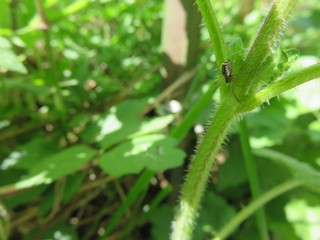 Linyphiidae (Araneae)