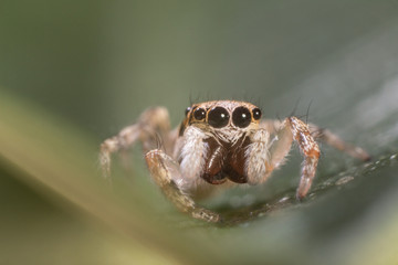 A beautiful jumping spider