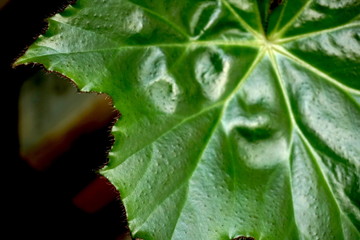 green leaf macro houseplant