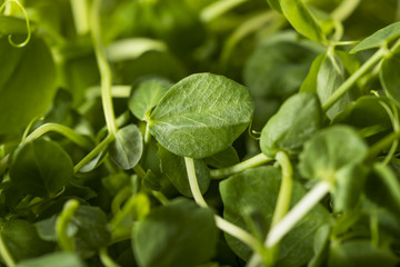 Organic Raw Green Pea Shoots