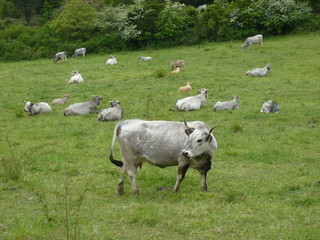 Obraz premium vaches pré de vache 