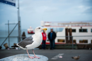 Seagull eating bread from human feeding in the port