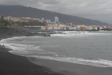 teneriffa,palmen,meer,blumen,