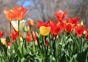 Разноцветные тюльпаны на клумбе в саду 