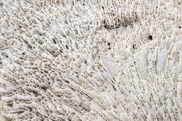 Obraz premium Coral / View of white coral, use as background.