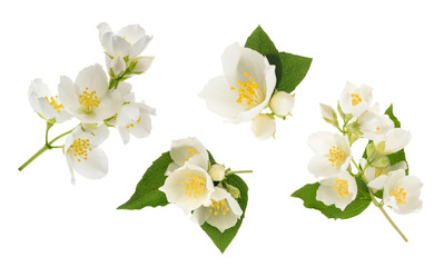 Jasmine flower isolated on white. without shadow - obrazy, fototapety, plakaty
