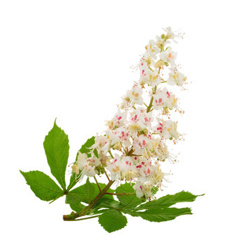 Horse-chestnut (Aesculus hippocastanum, Conker tree) flowers isolated. without shadow
