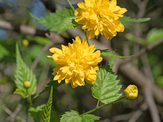 Gefüllter Ranunkelstrauch, Kerria japonica