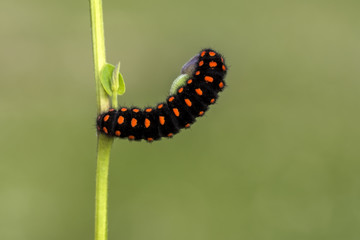 Сaterpillar of swallowtail - Stock Image