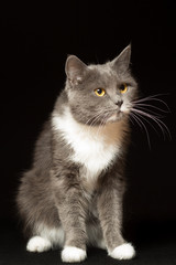 Gray cat with white breast and long mustache portrait on a black background