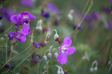 Lady Bug hanging on purple flower