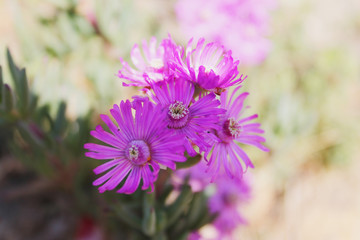 Obraz premium Flowers