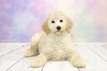 Golden doodle with colorful springtime background