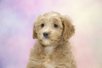  Goldendoodle with colorful springtime background