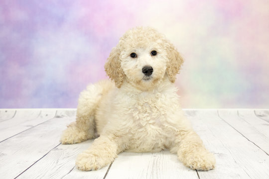 Golden doodle with colorful springtime background