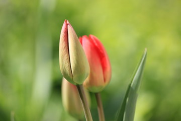 red tulips on green background