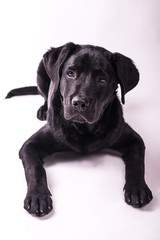 Labrador retriever puppy, dogs, white background