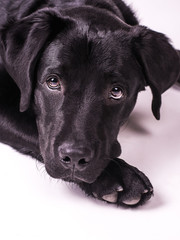 Labrador retriever puppy, dogs, white background