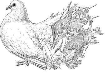 sketch of a white pigeon