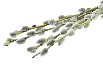  Pussy willow branches on white