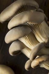 Raw Organic Oyster Mushrooms