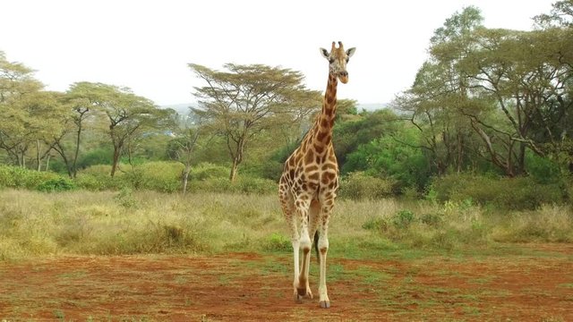 giraffe walking along savanna at africa