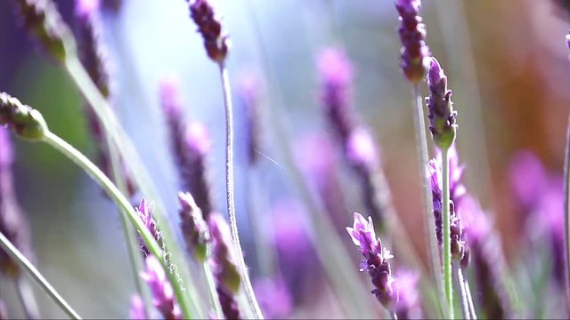 Beautiful Blooming Lavender Flowers Swaying In The Wind. Close Up - Video HD

