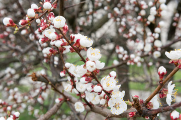 Blossoming spring tree of cherry. Season of cherry blossom.